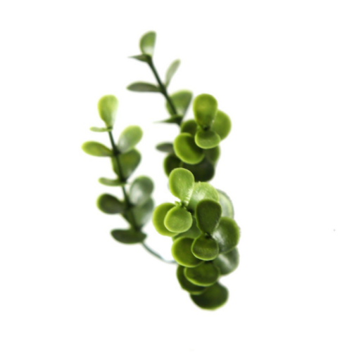 BUXUS